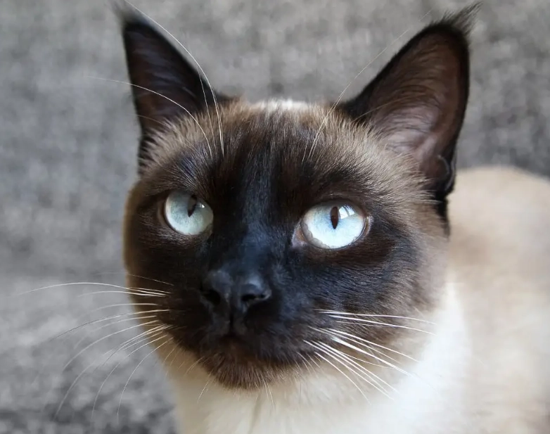 types of Siamese cats
