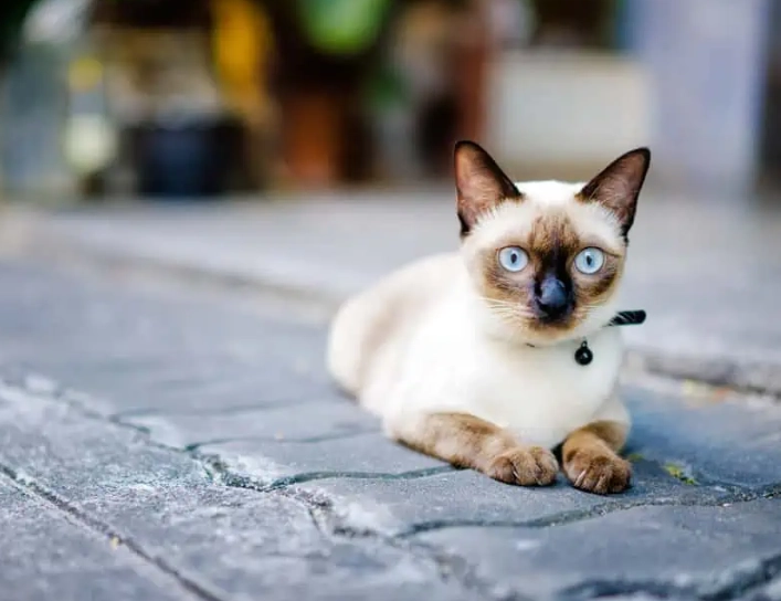 are Siamese cats friendly