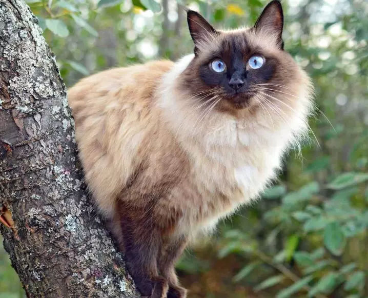 Balinese cat