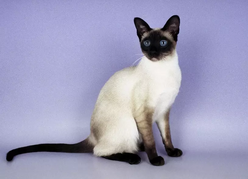 Siamese cat allergies
