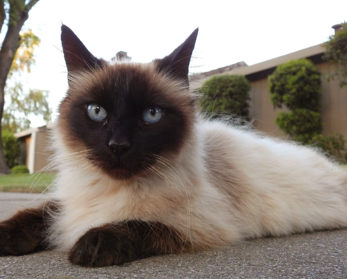 Balinese cat