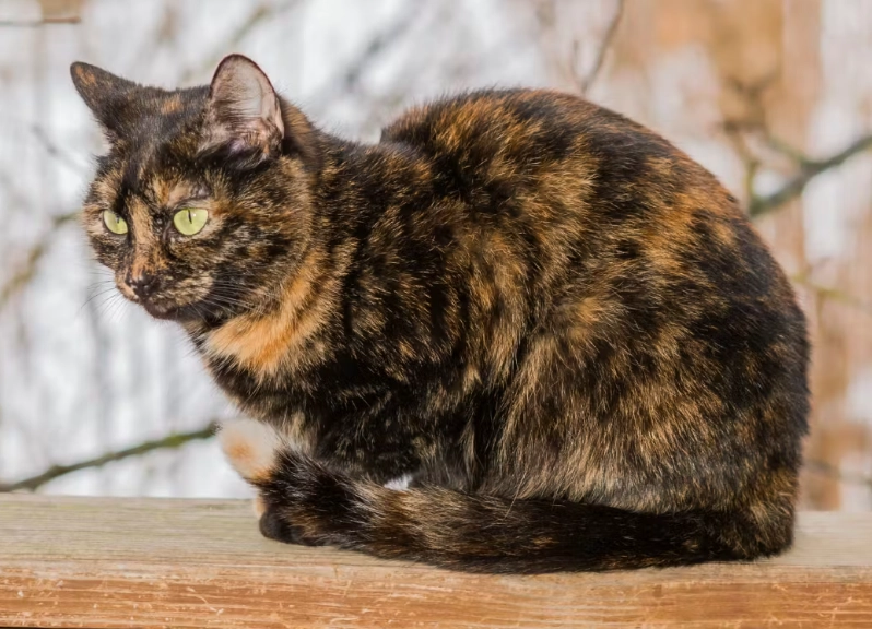 tortoiseshell cat personality