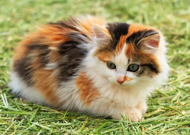 calico cat personality