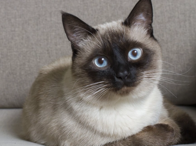 low allergen cat breeds