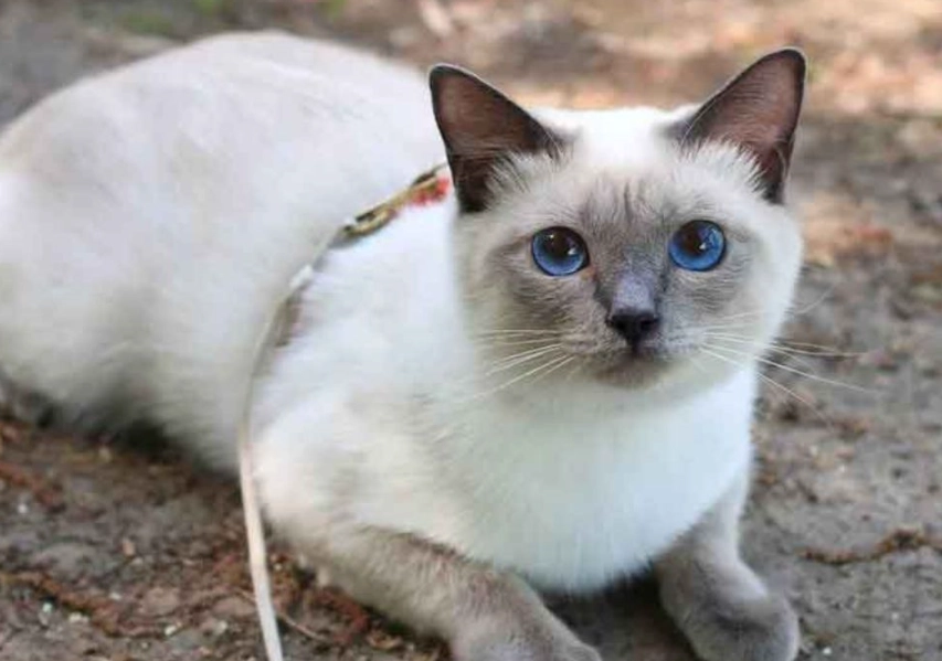 types of Siamese cats