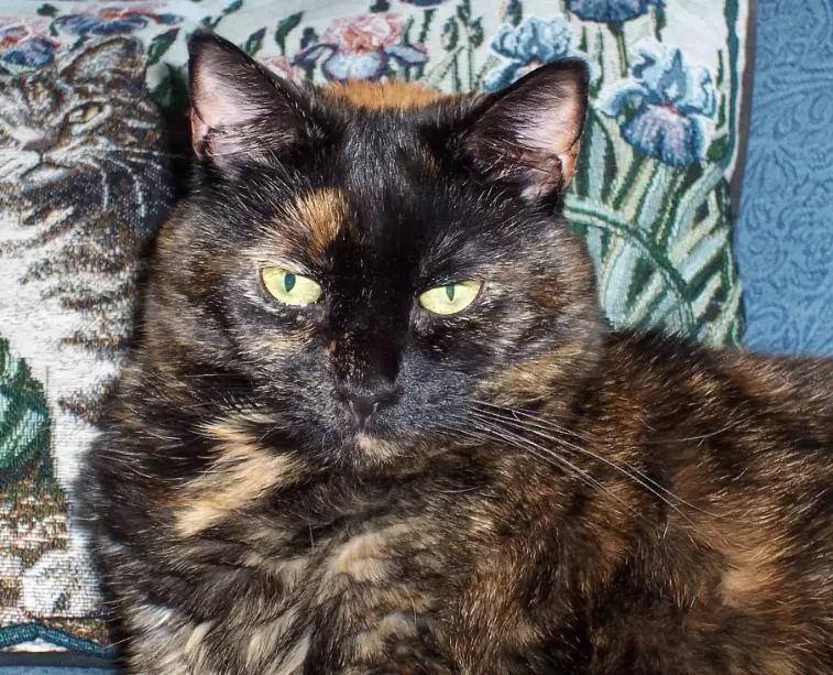 tortoiseshell cat traits