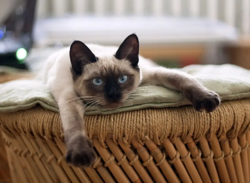 low allergen cat breeds