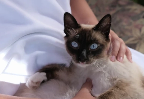 long haired Siamese cat
