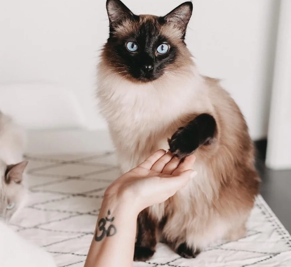 siamese cat health problems