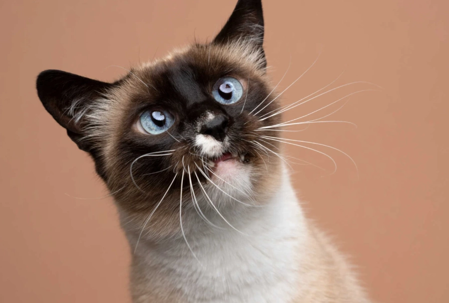 are Siamese cats friendly