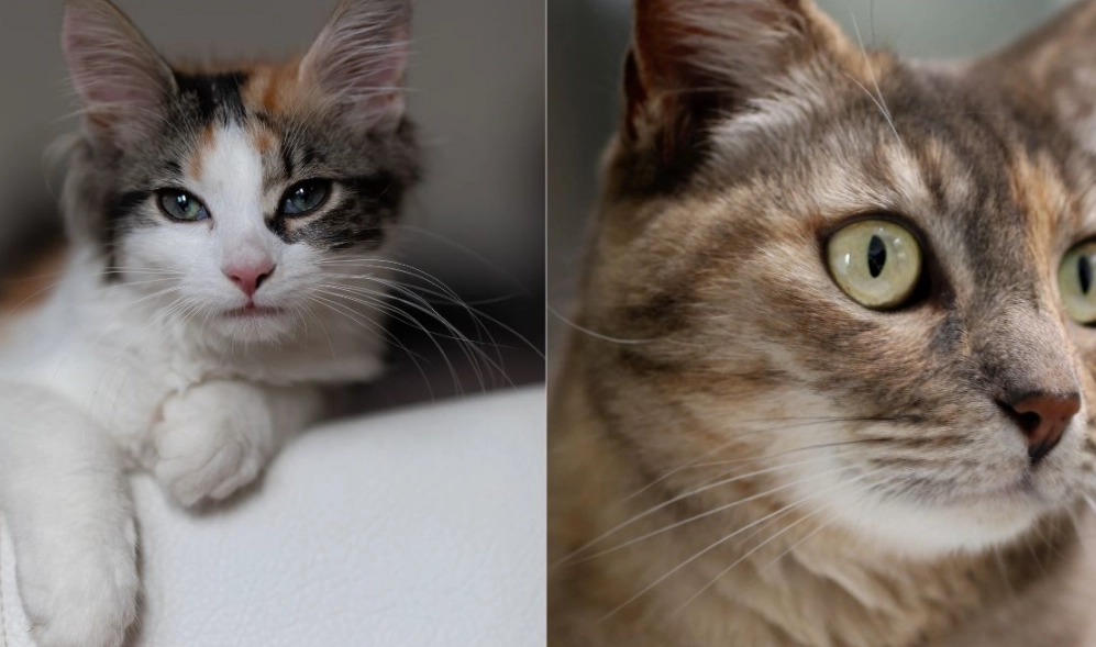 calico cat personality