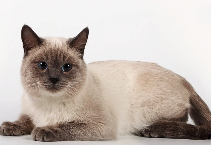 Siamese cat allergies