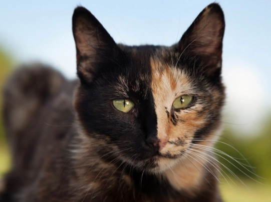 tortoiseshell cat genetics