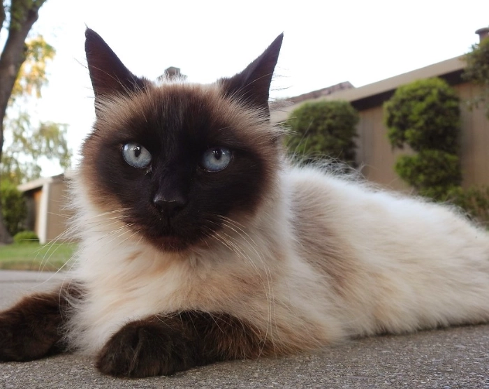 siamese cat health problems