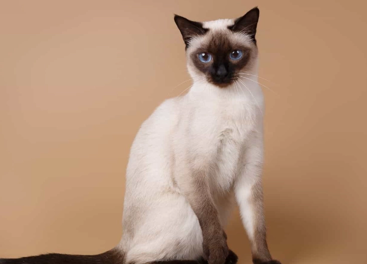 traditional vs modern Siamese