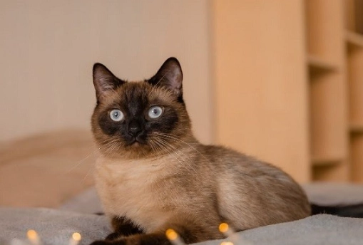 Siamese cat colors