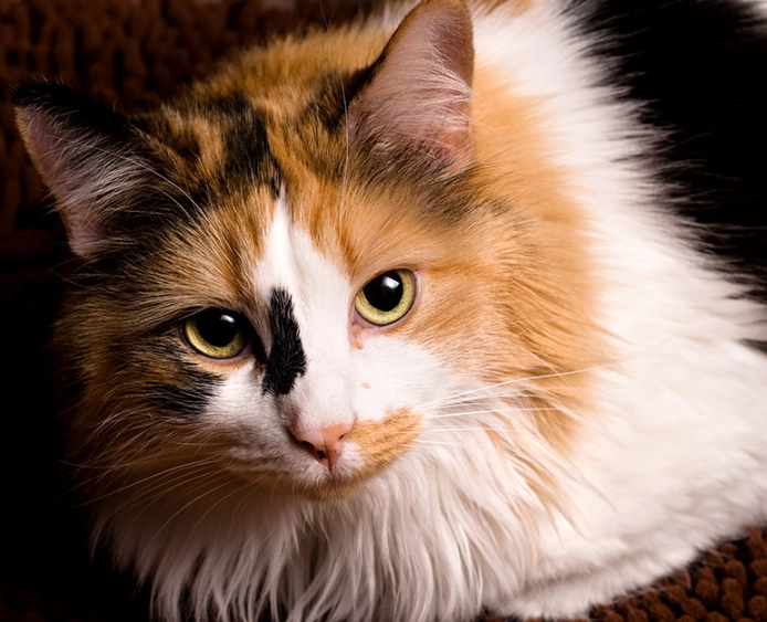 calico cat care