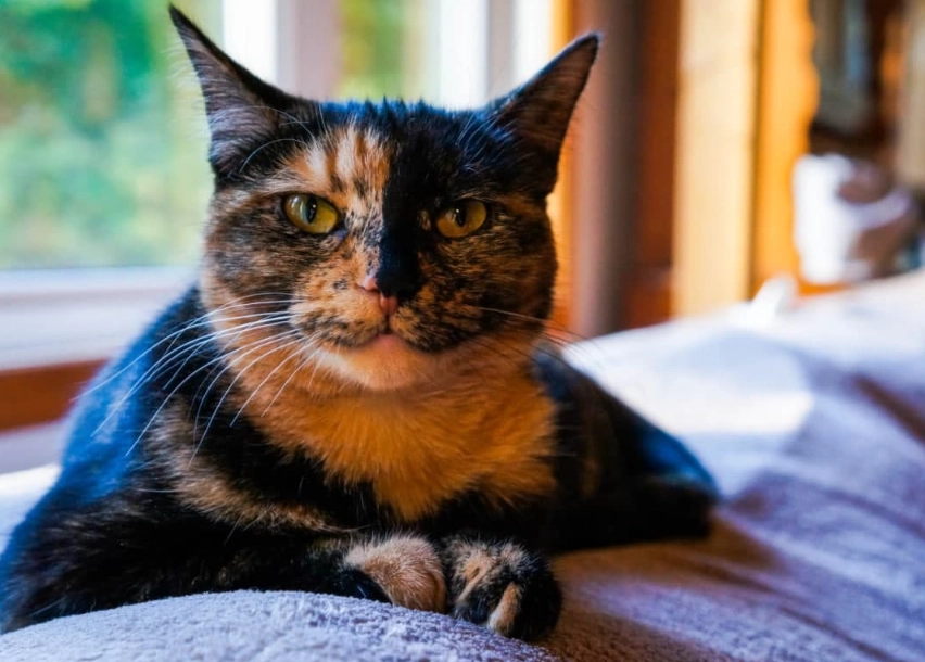 tortie cat behavior