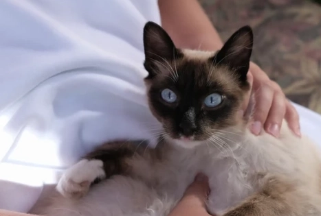 siamese cat health problems