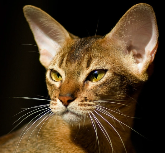 black Abyssinian cat black Abyssinian cat