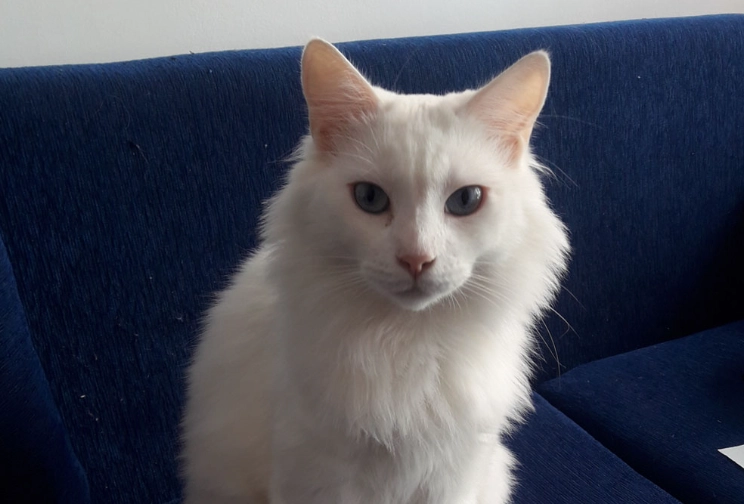 Angora cat grooming Angora cat grooming