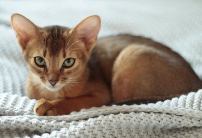 Abyssinian cat behavior