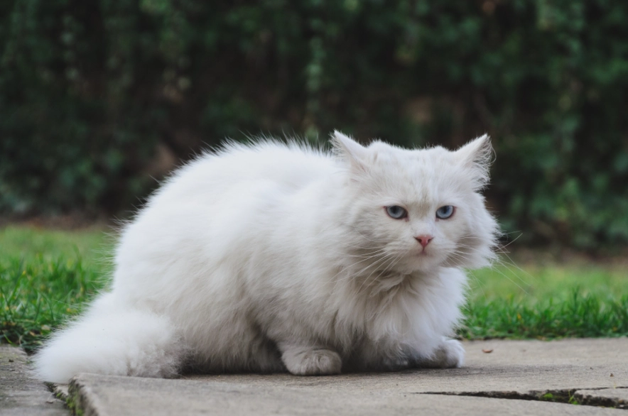 Are Angora cats expensive?