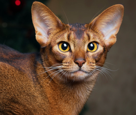 Abyssinian cat behavior Abyssinian cat behavior