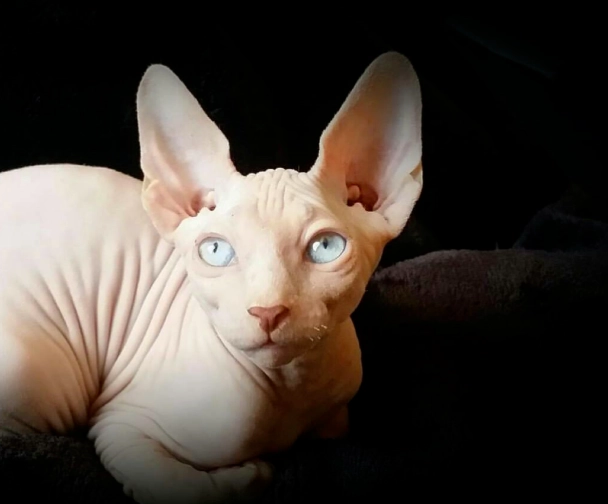 hairless cat breeds hairless cat breeds