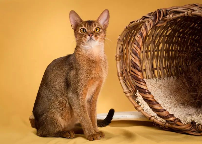 Abyssinian cat traits Abyssinian cat traits