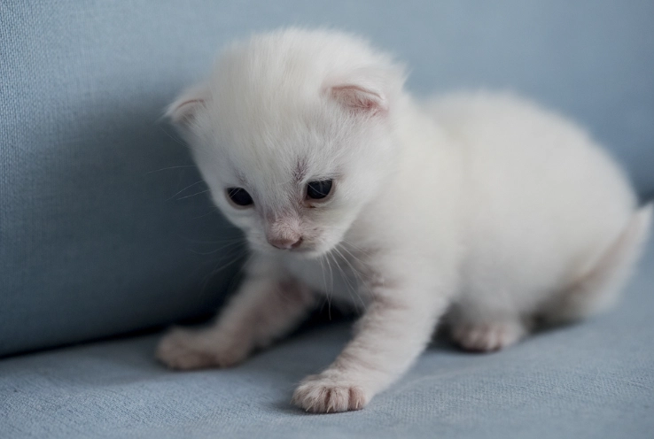 short haired Angora cat short haired Angora cat
