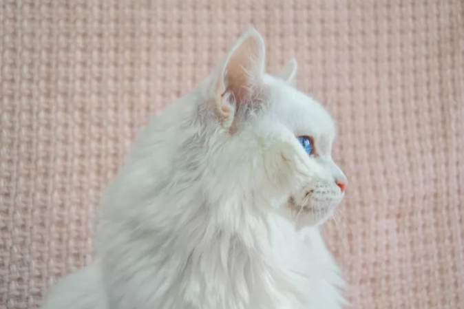 short haired Angora cat short haired Angora cat