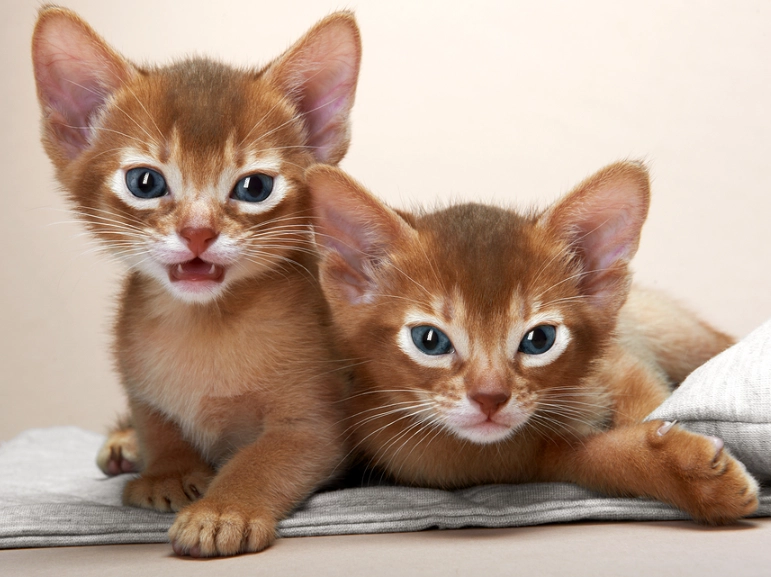 types of Abyssinian cats