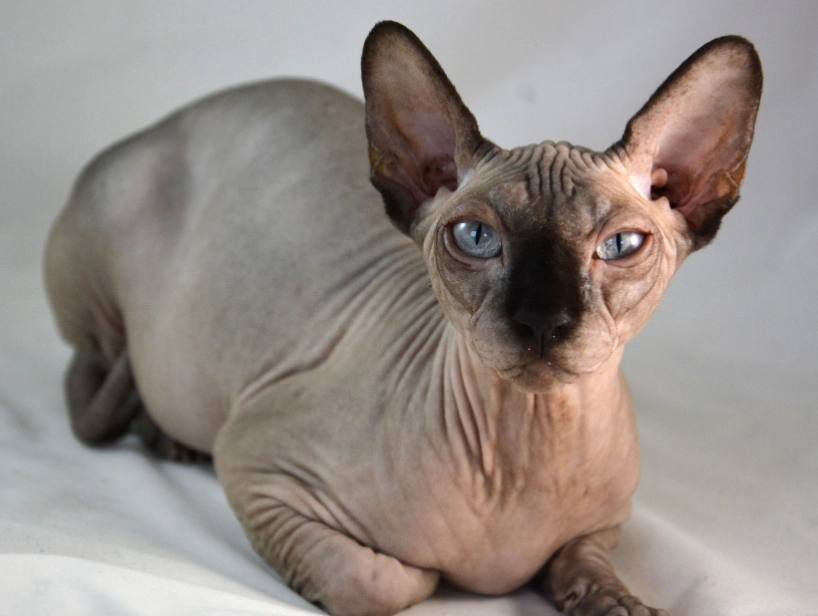 hairless cat kitten