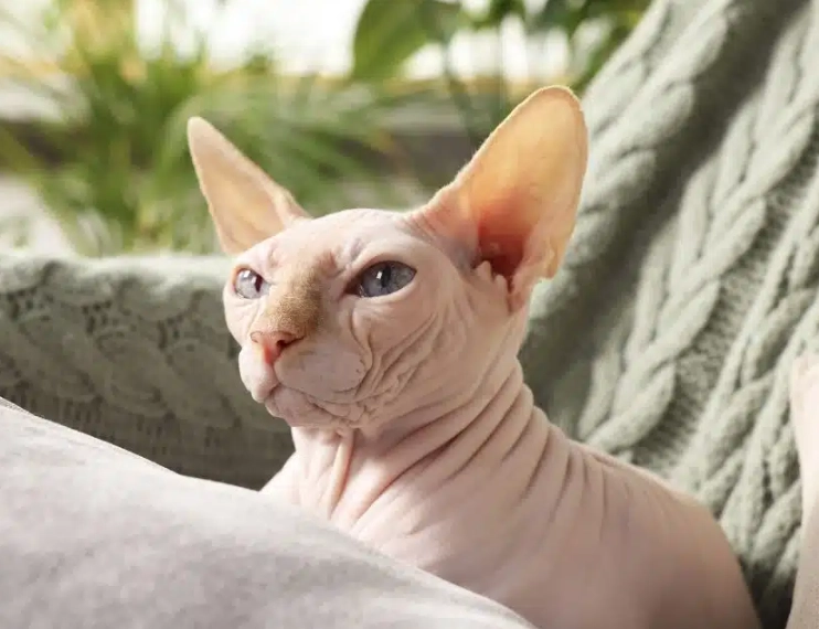 Sphynx cat Sphynx cat