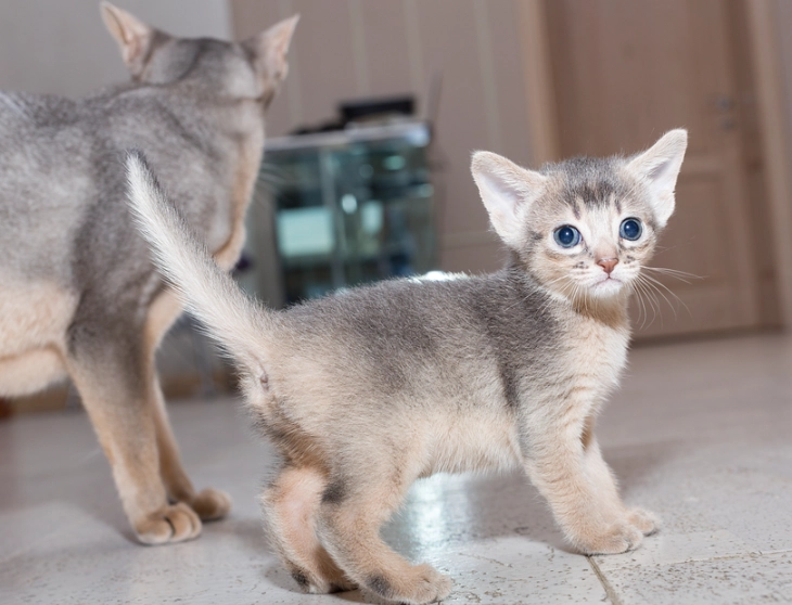 types of Abyssinian cats