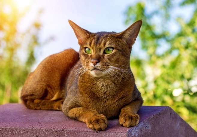 types of Abyssinian cats