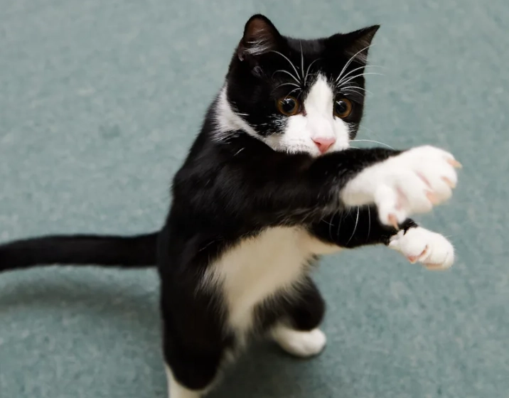 tuxedo cat personality
