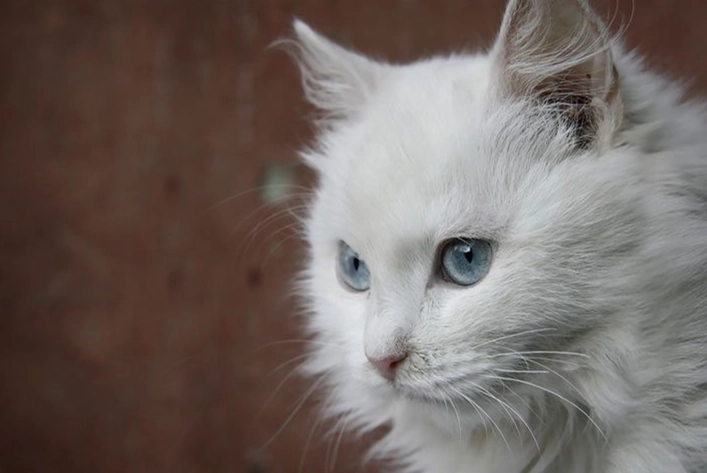 Angora cat grooming Angora cat grooming