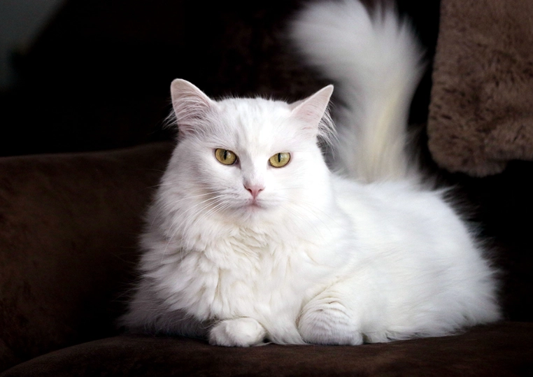 Turkish Angora characteristics