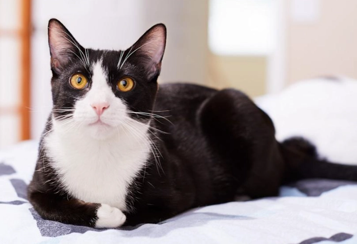 black and white cat breed