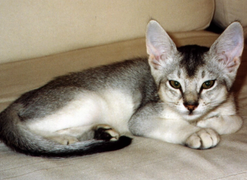 Abyssinian cat personality Abyssinian cat personality