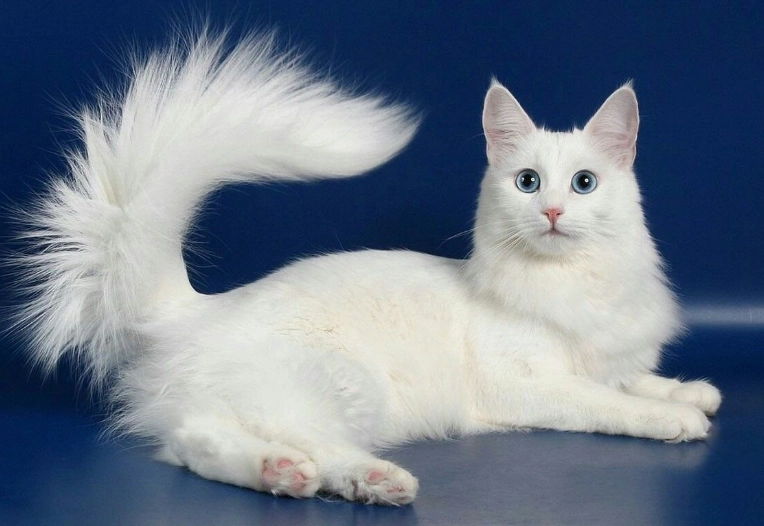 Turkish Angora vs white cat