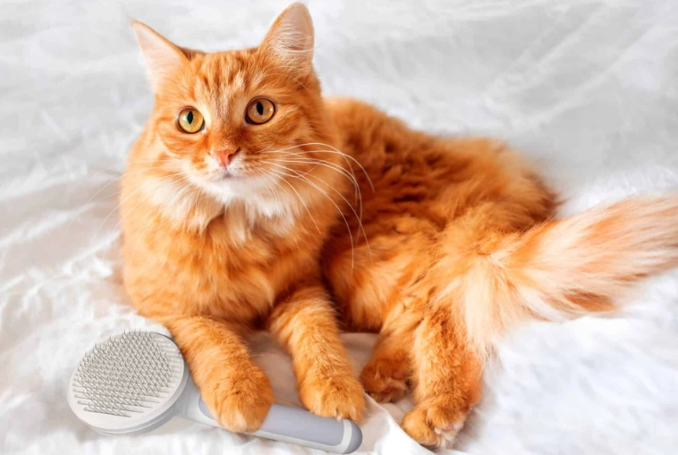 Turkish Angora identification