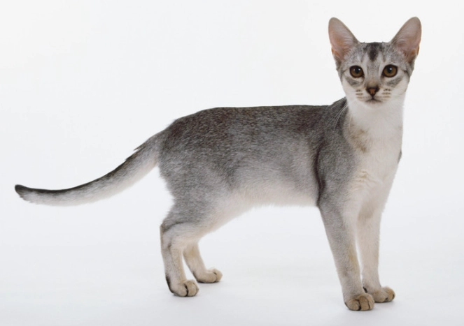 black Abyssinian cat black Abyssinian cat