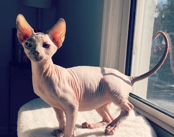 Sphynx kitten care