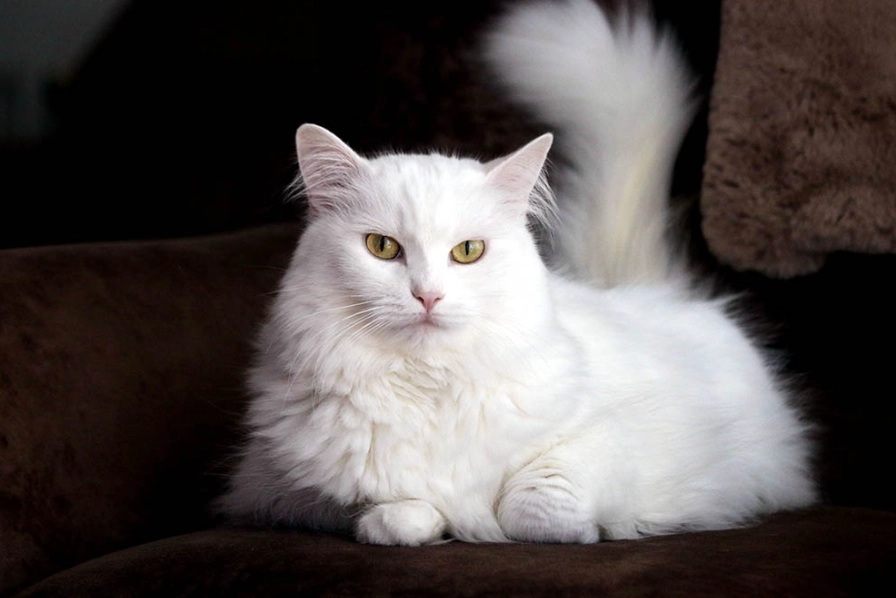 Turkish Angora cost