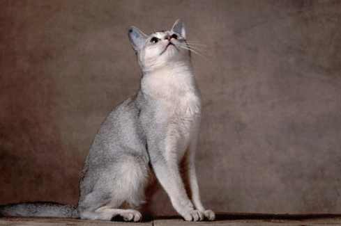 Abyssinian cat colors Abyssinian cat colors