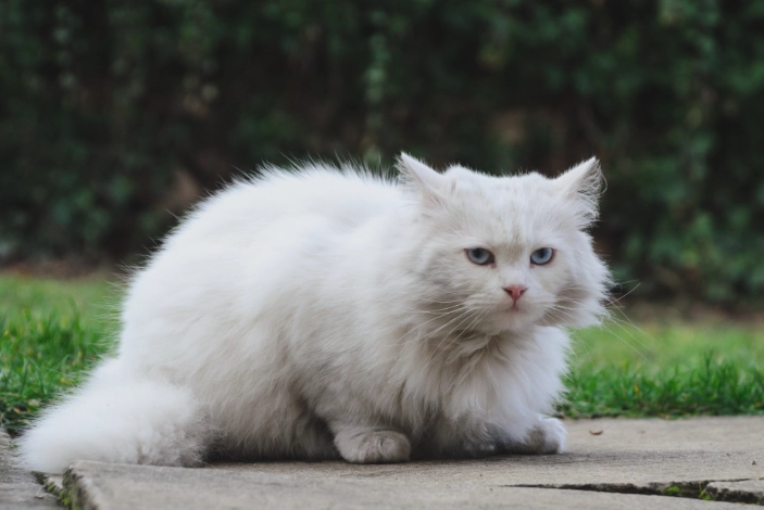long-haired cat grooming