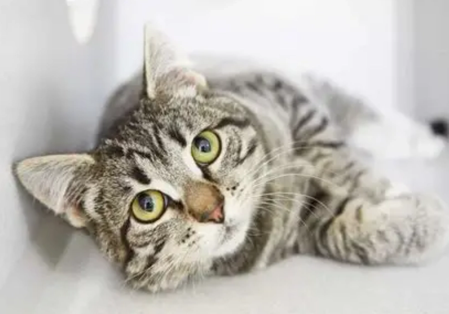 Are Gray Tabby Cats Friendly? A Complete Guide to Their Temperament